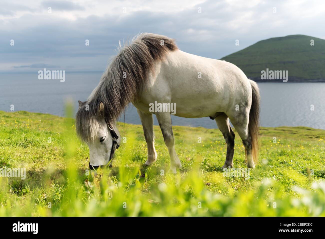 Weißes faröer Pferd auf grünem Rasen. Atlantik und Insel im Hintergrund Stockfoto