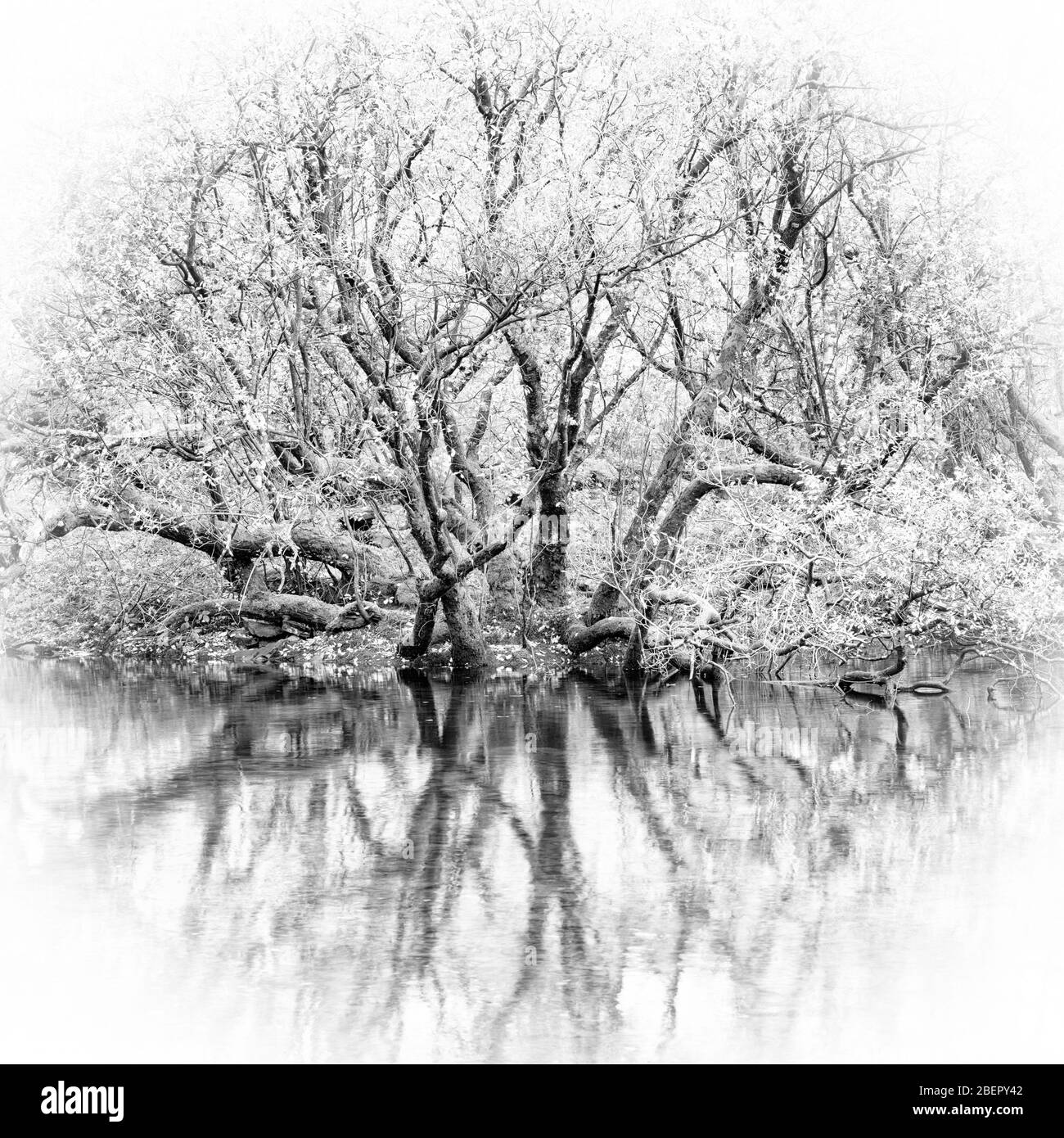 Schwarz-Weiß-Bild eines reflektierten Baumes in einem See Stockfoto