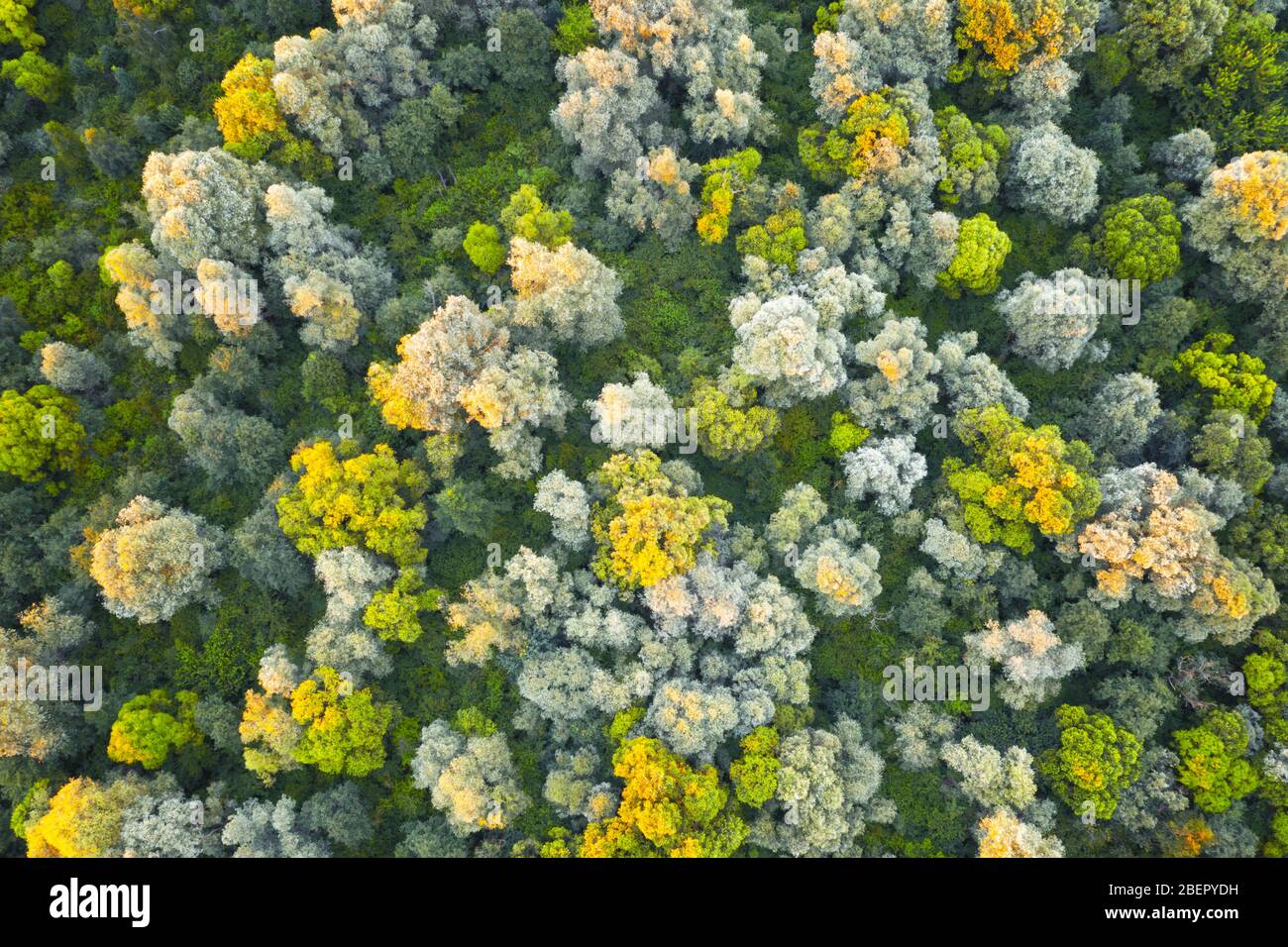 Luftdrohne Foto Blick auf magische Sommerwald mit warmen Sonnenstrahlen, die die Stämme und Blätter beleuchten. Natur Hintergrund Stockfoto