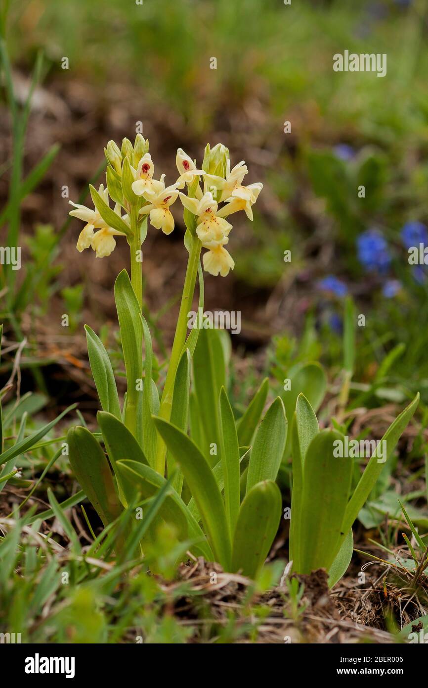 Dactylorhiza sambucina, von Wald Wurf Stockfoto