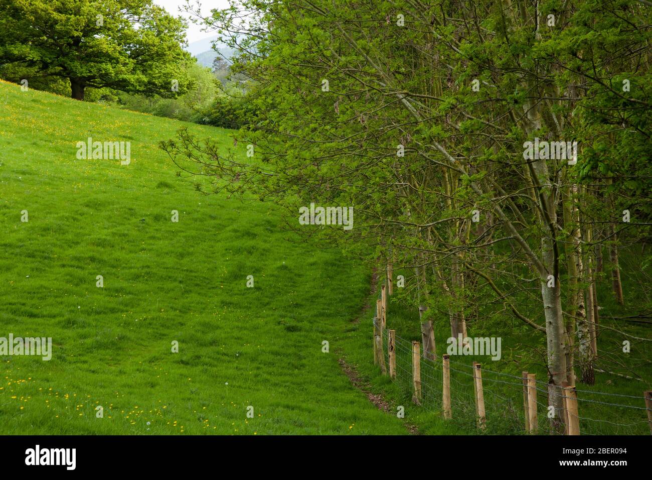 Feld, Zaun und Wald Stockfoto