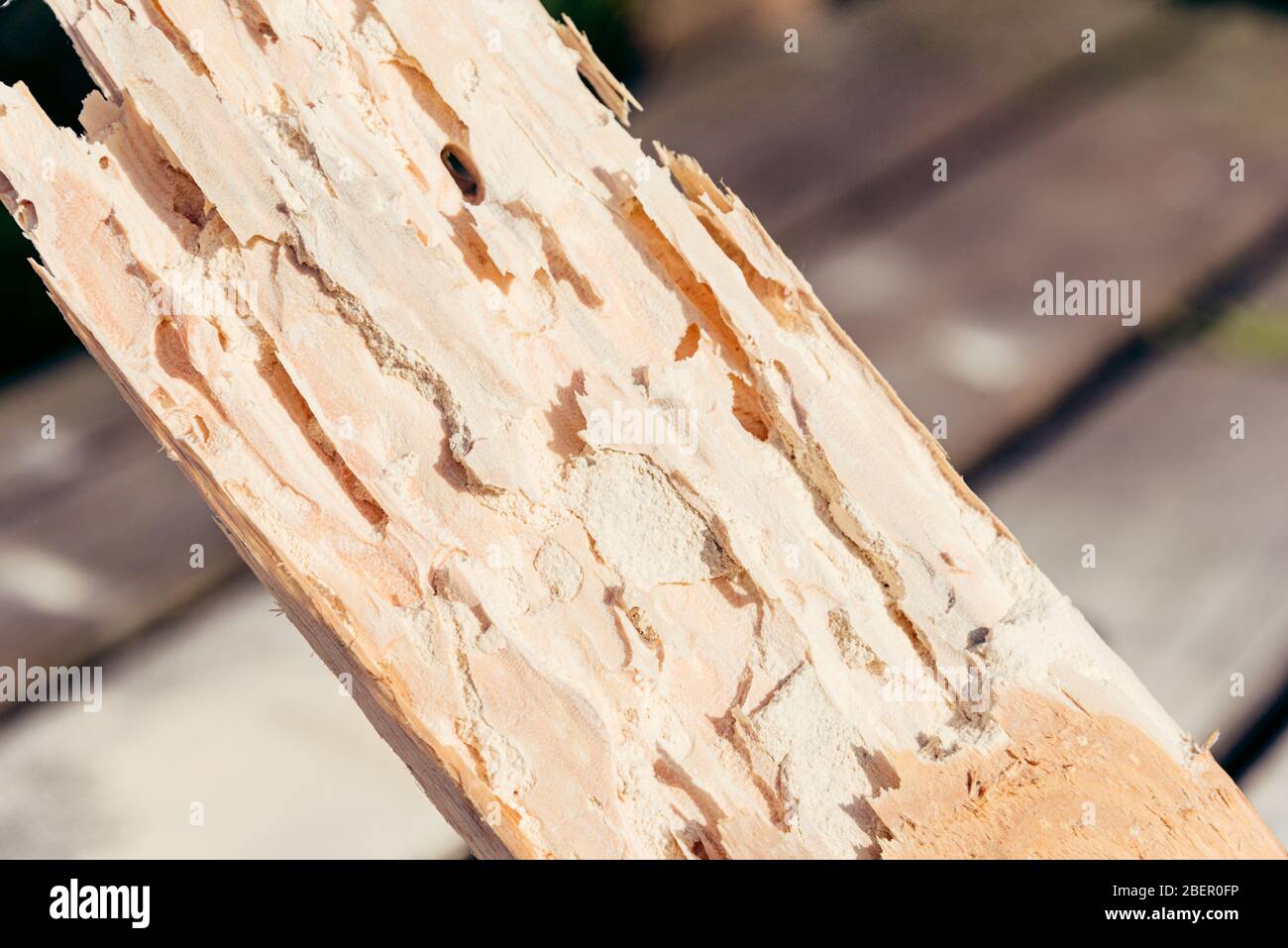 Trockenes Holz, das von Lyctid Powderpost Käfer zerstört wurde. Nahaufnahme von runden Löchern und Tunneln mit mehlähnlem Pulver unter der Holzoberfläche. Stockfoto