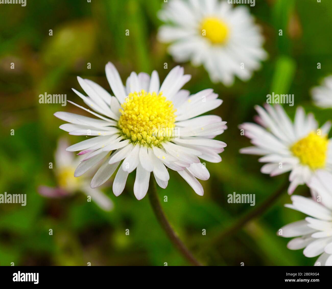 Nahaufnahme von Gänseblümchen, die auf einem Rasen wachsen Stockfoto