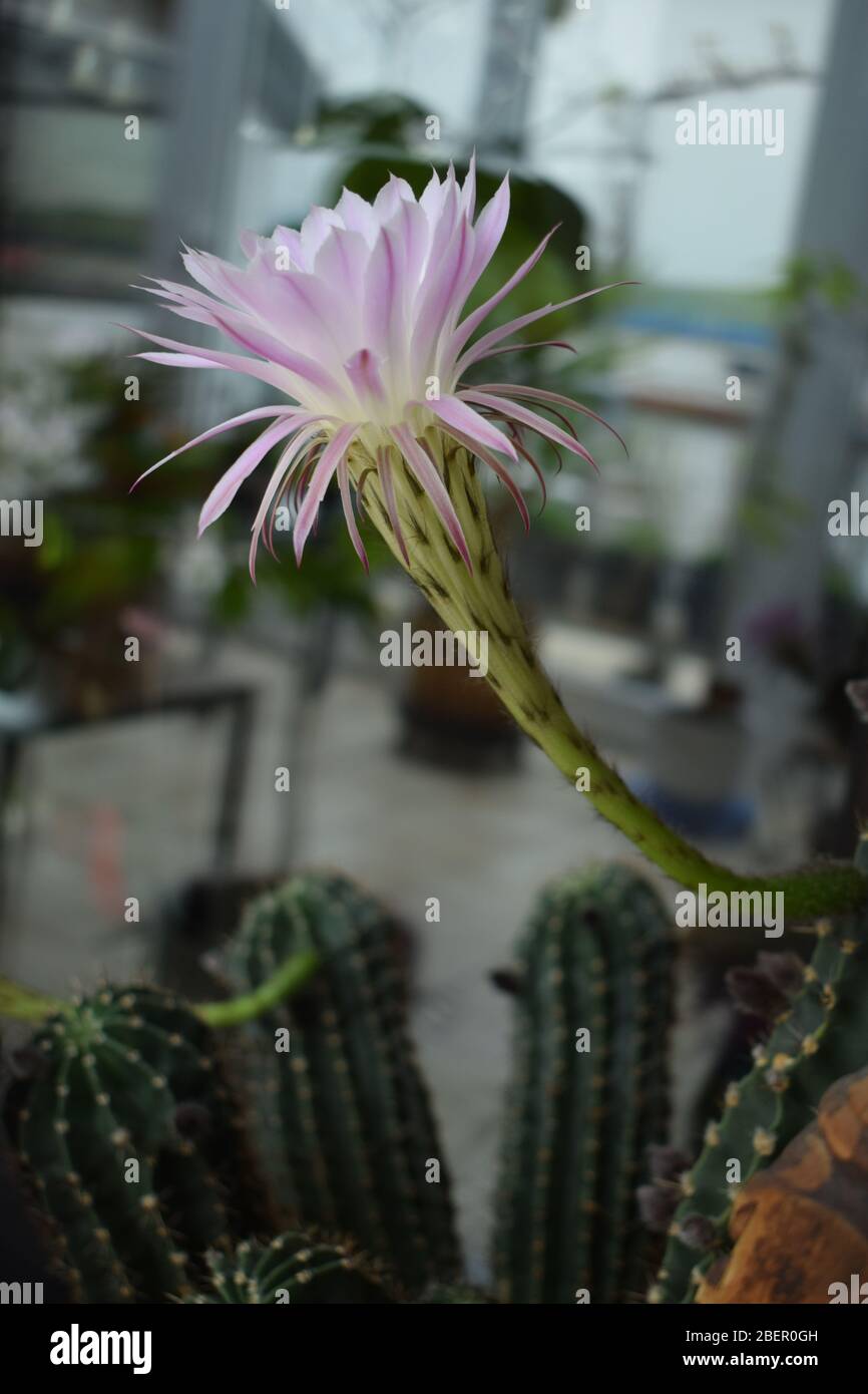 mammillaria gracilis care Mammillaria gracilis cv. oruga main image 0