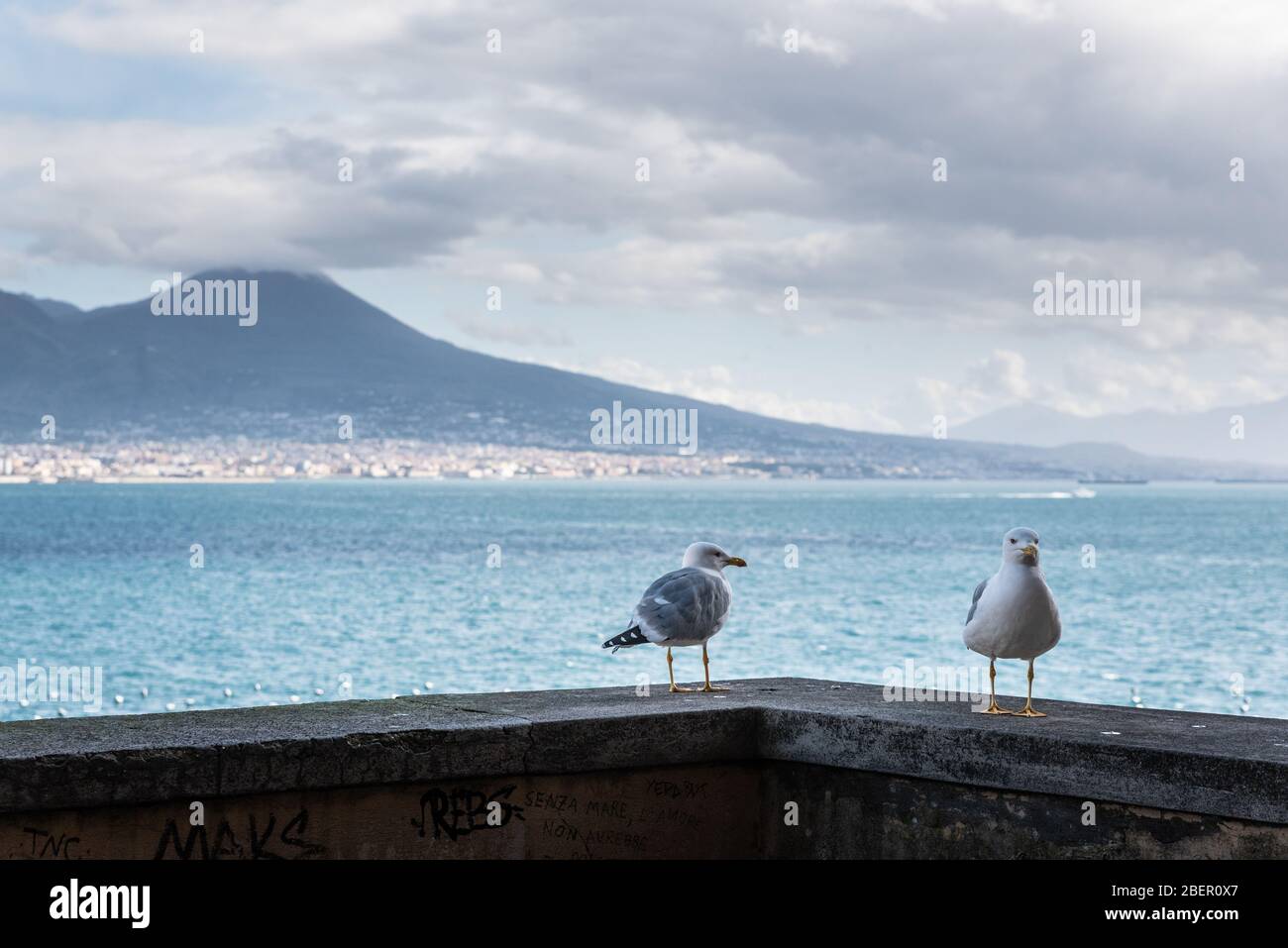 Möwenvogel an der Wand in Castel dell'Ovo, Neapel, Italien in Europa. Stockfoto
