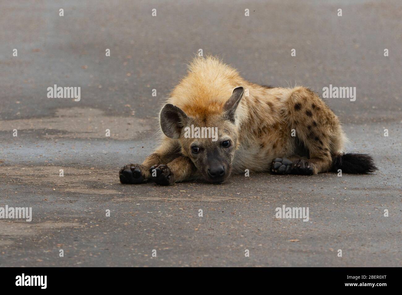 Kleine Hyäne auf der Straße eines Reservats. Stockfoto