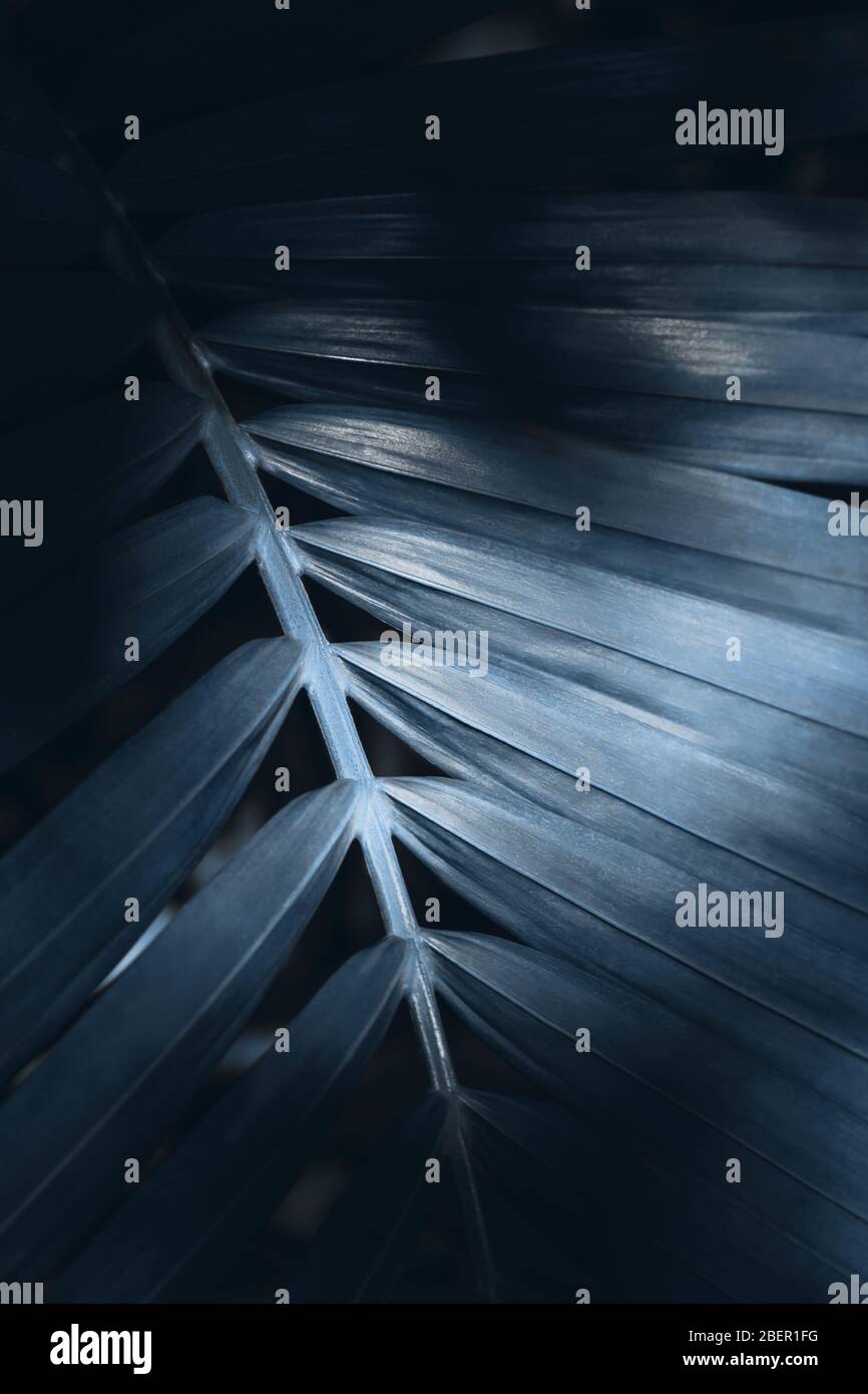 Kreative und Moody Farbe blau Laub natürlichen Blumen Blatt Textur Hintergrund. Stockfoto