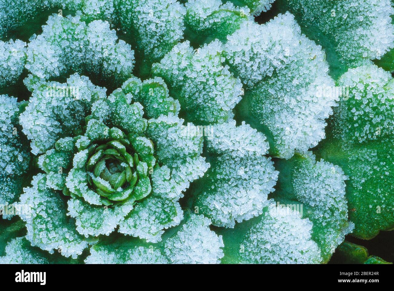 Guernsey. Winter hautnah. Frost auf der Pflanze. Stockfoto