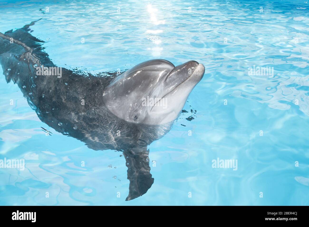 Delphin Stockfoto