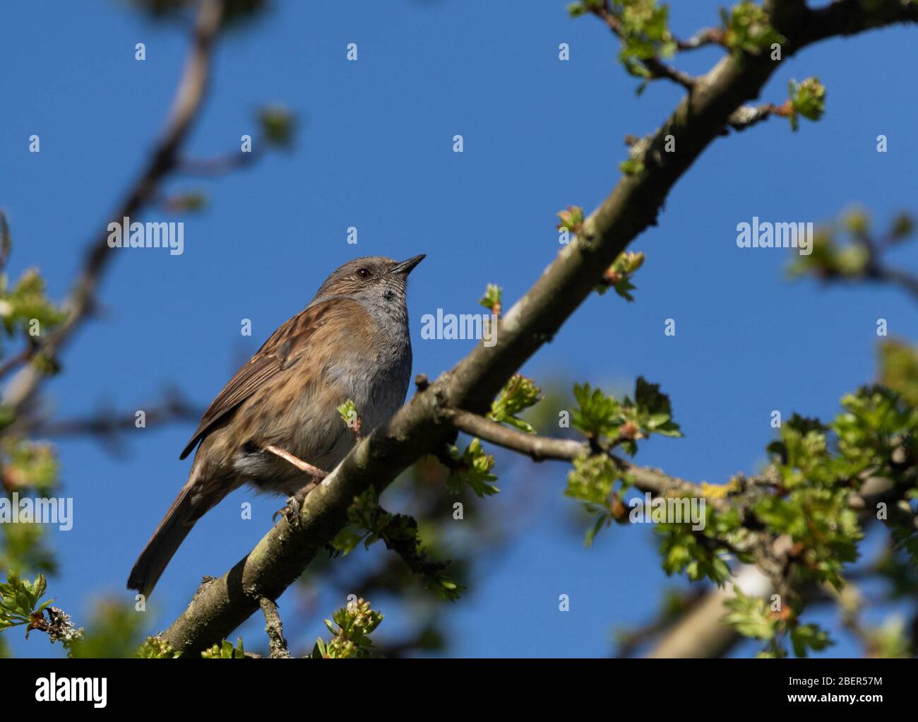 Eine einzelne Dunnock (UK) auf einem Ast, Stockfoto