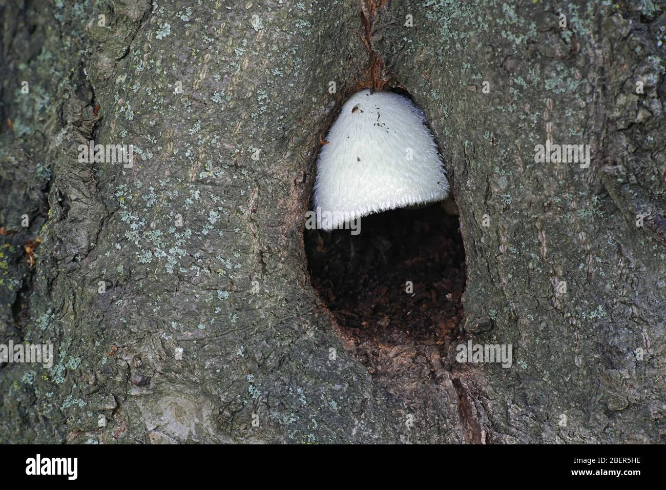 Volvariella bombycina, wie die Seidigen Mantel bekannt, seidig rosegill, Silber - Seide Stroh oder Baum Pilz, Pilze, Wild Mushroom aus Finnland Stockfoto