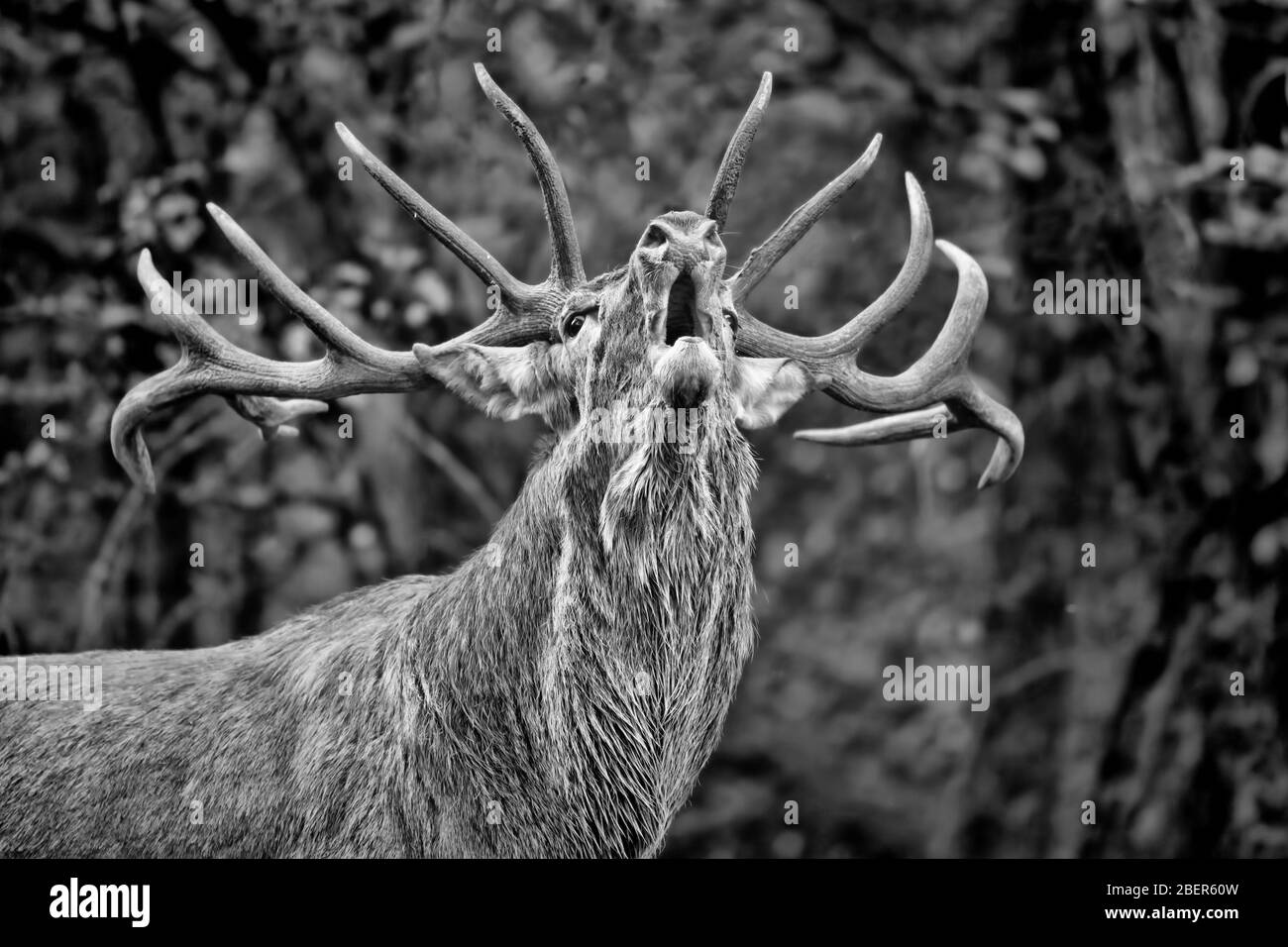 Das mächtige Rothirschmännchen in der Brunftzeit (Cervus elaphus) Stockfoto