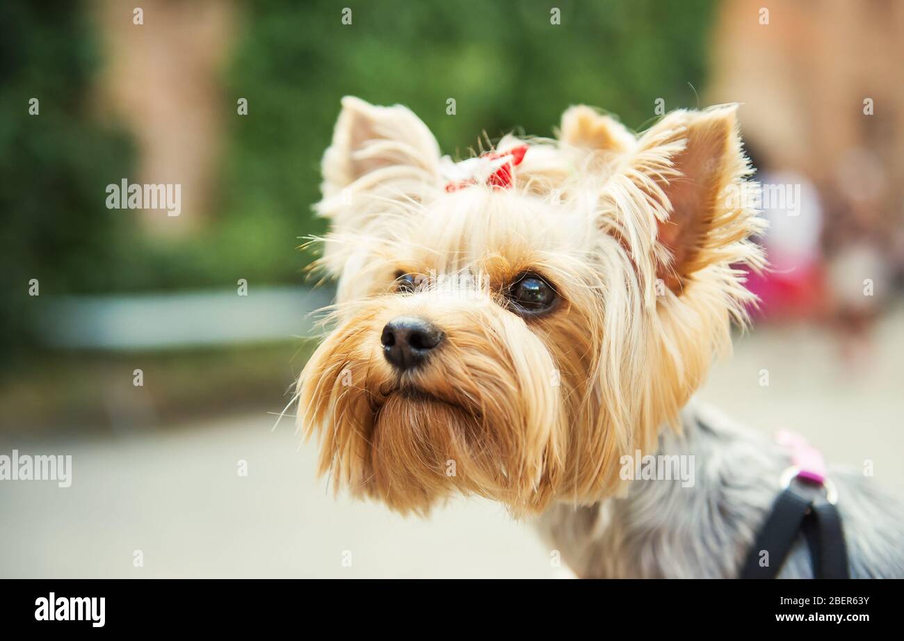 3dRose Gartenflagge 30,5x45,7 Cm – Süßer Yorkshire Terrier Mit Weihnachtsmütze, Aus Halbtransparentem Polyester