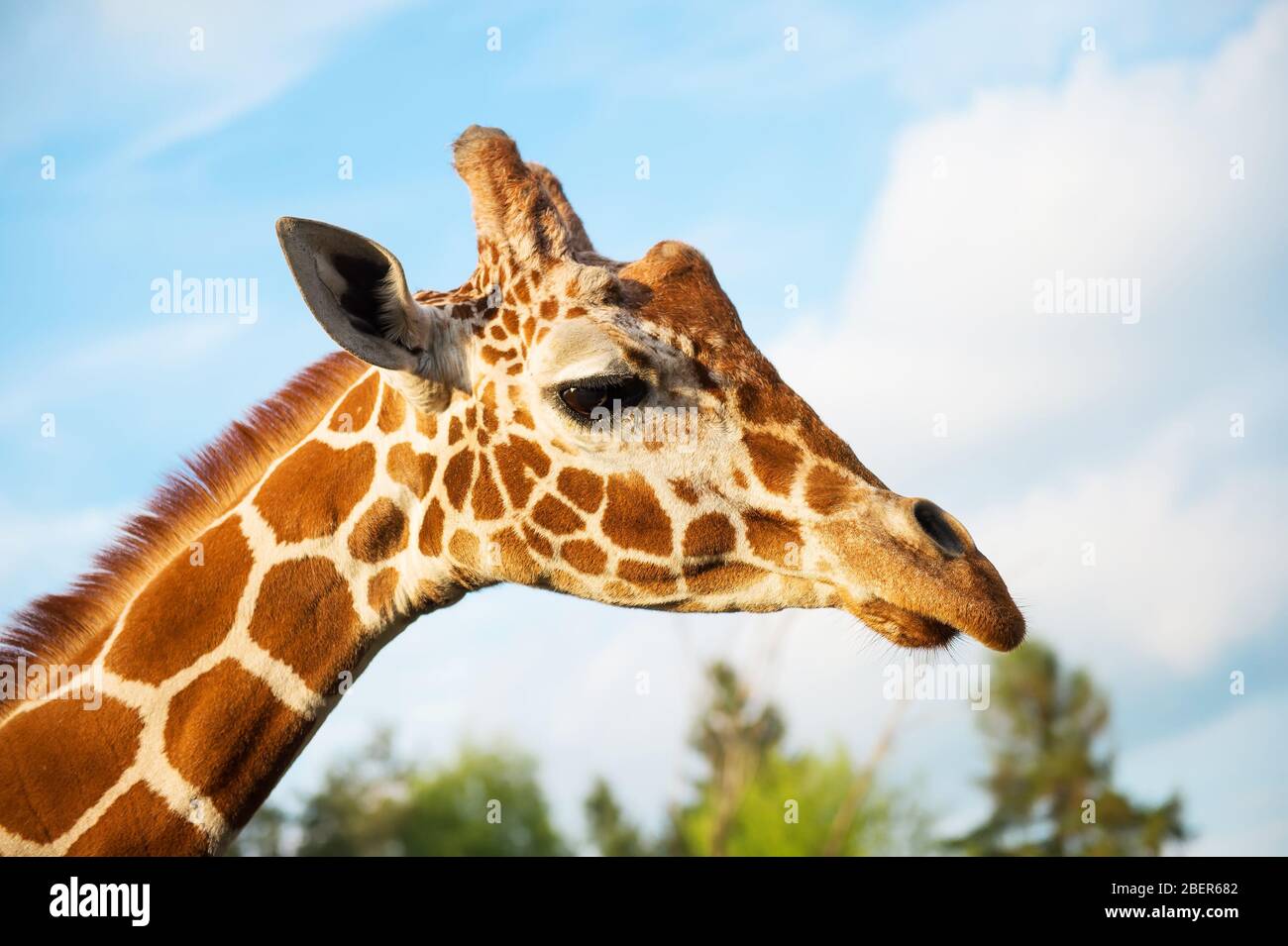 Nahaufnahme von Giraffen in einem Zoo Stockfoto