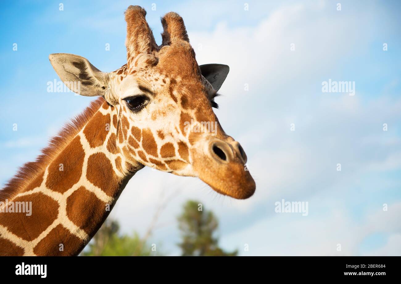 Nahaufnahme von Giraffen in einem Zoo Stockfoto