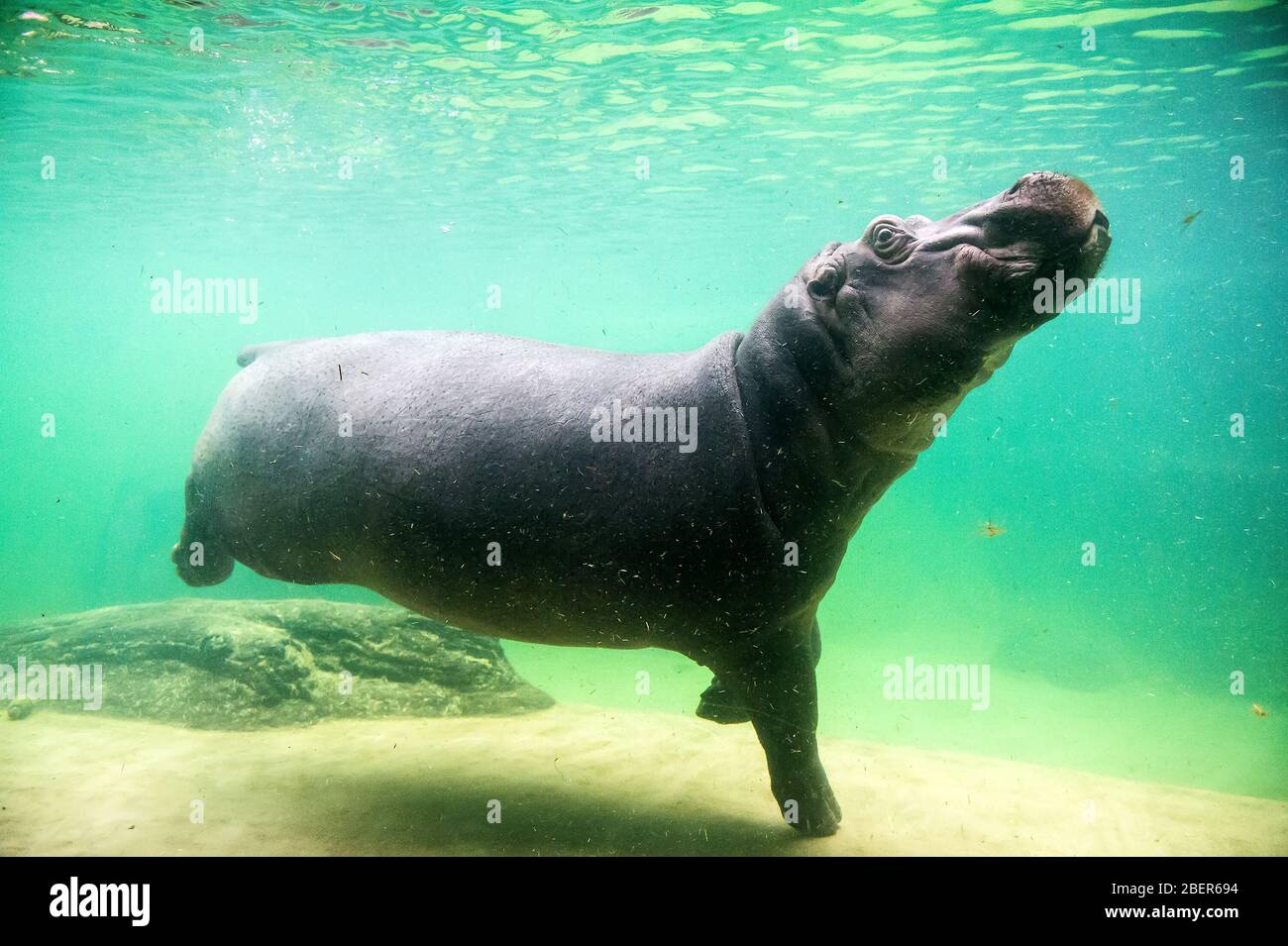 Niedliches Nilpferd schwimmt unter Wasser in einem Zoo Stockfoto