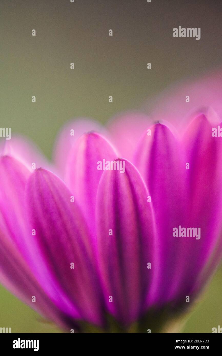 Detail der Blütenblätter einer rosa Blume im Frühjahr. Stockfoto