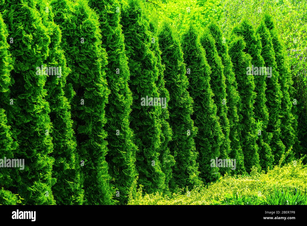 thuja smaragd 200 Thuja occidentalis 'Smaragd' Konifere (Lebensbaum) | 180-200 cm mit  Wurzelballen main image 0