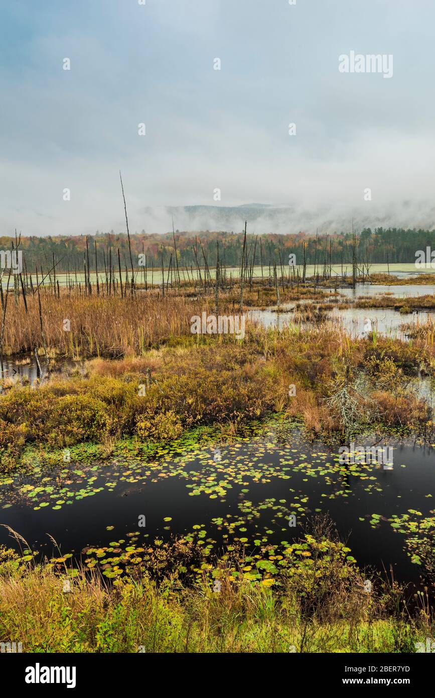 Herbst auf Shaw Pond, Long Lake, Hamilton County, NY Stockfoto