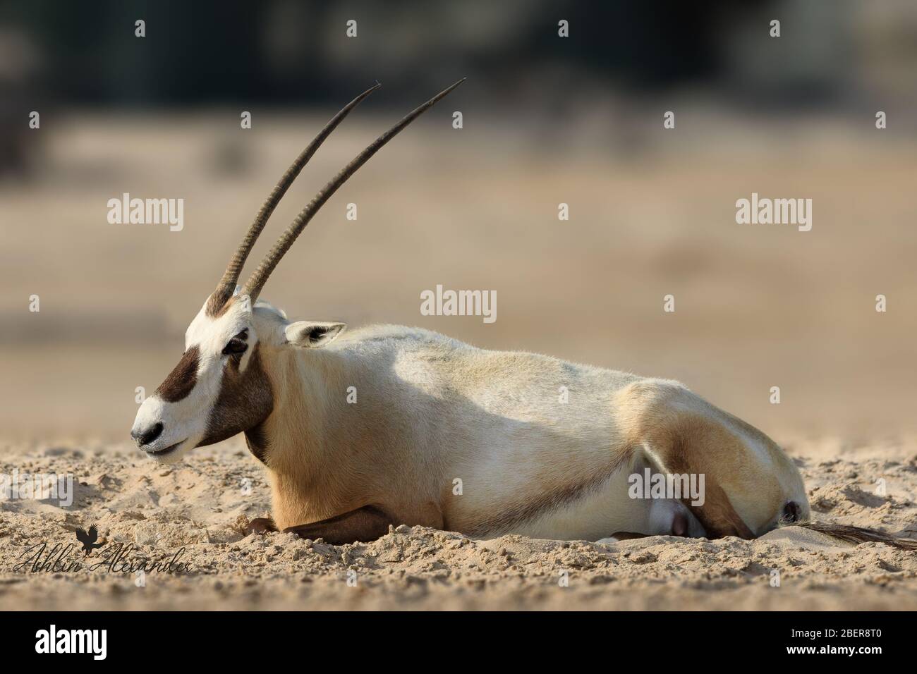 Arabische Oryx auf einer Sanddüne in einer Wüste in Bahrain Stockfoto