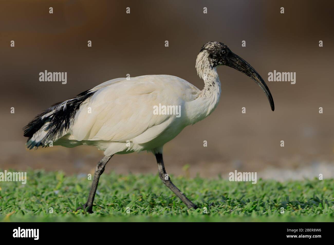 Schwarz-köpfige Ibis stehen auf einer Wiese Stockfoto