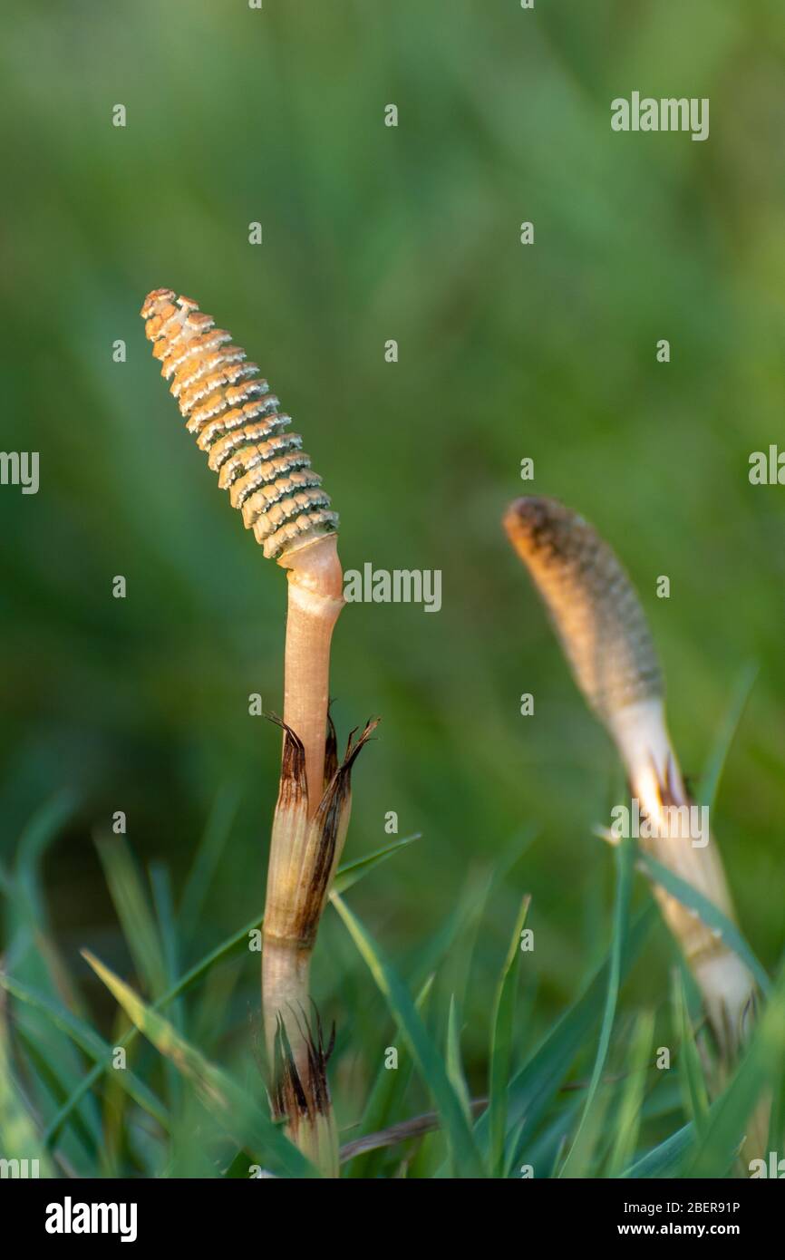 Junge Schachtelhalm (Equisetum arvense) Pflanze, oft als Stutenschwanz, im April, Großbritannien. Ein invasives, tief verwurzeltes Unkraut Stockfoto