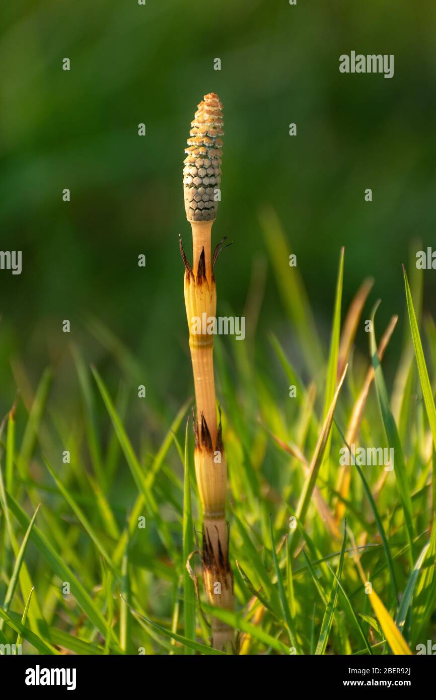 Junge Schachtelhalm (Equisetum arvense) Pflanze, oft als Stutenschwanz, im April, Großbritannien. Ein invasives, tief verwurzeltes Unkraut Stockfoto