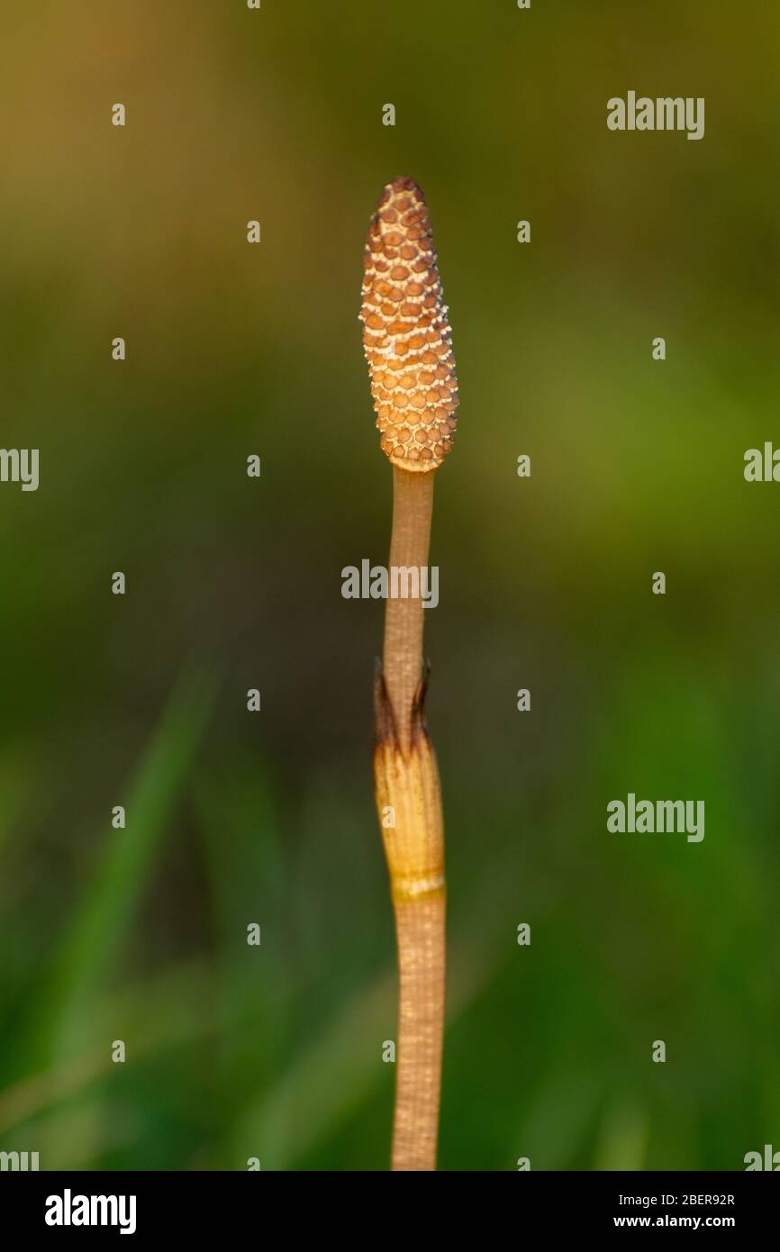Junge Schachtelhalm (Equisetum arvense) Pflanze, oft als Stutenschwanz, im April, Großbritannien. Ein invasives, tief verwurzeltes Unkraut Stockfoto