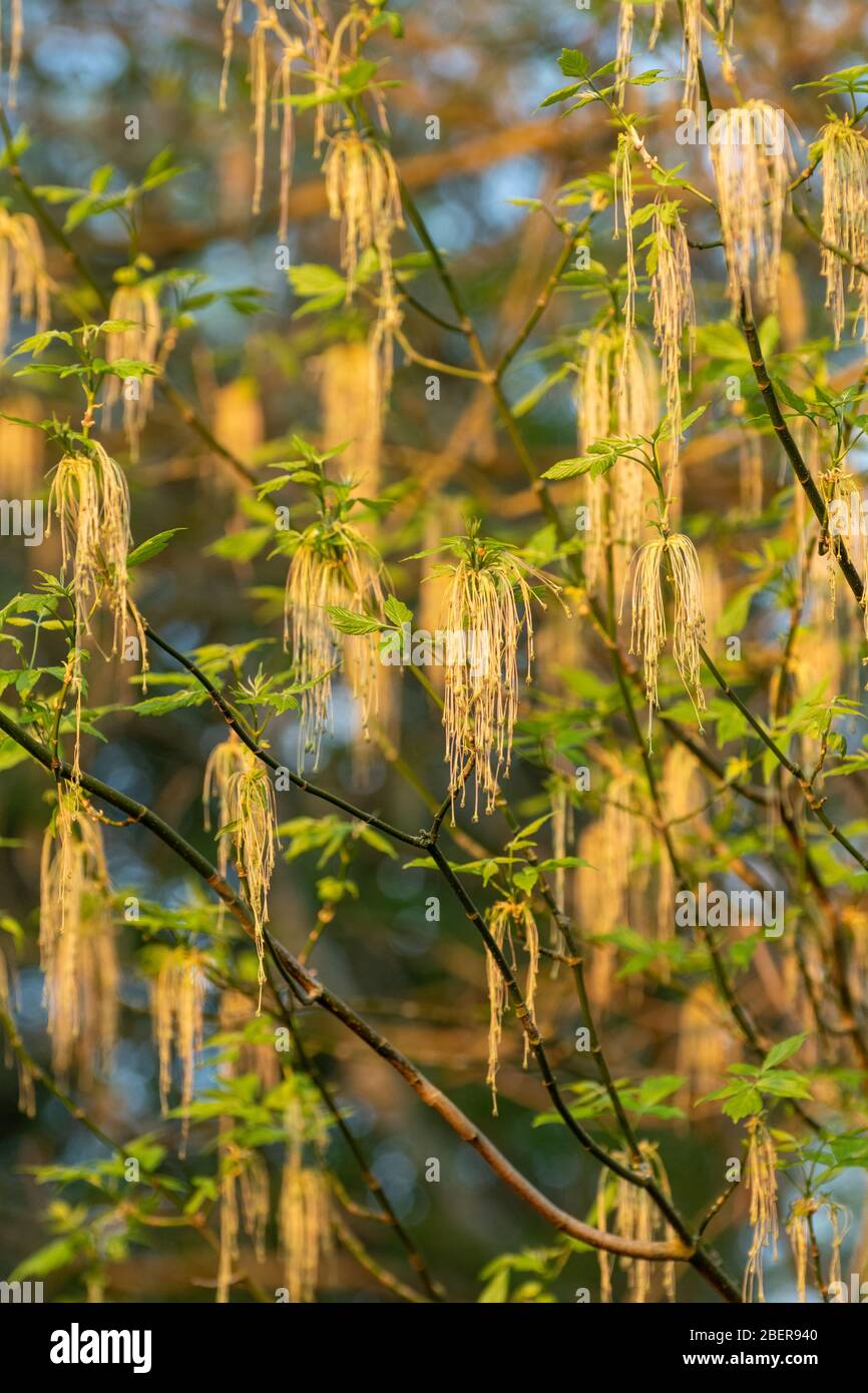 Box Holder, auch Boxelder Ahornbaum (Acer negundo) mit Kätzchen oder Blumen im April genannt Stockfoto