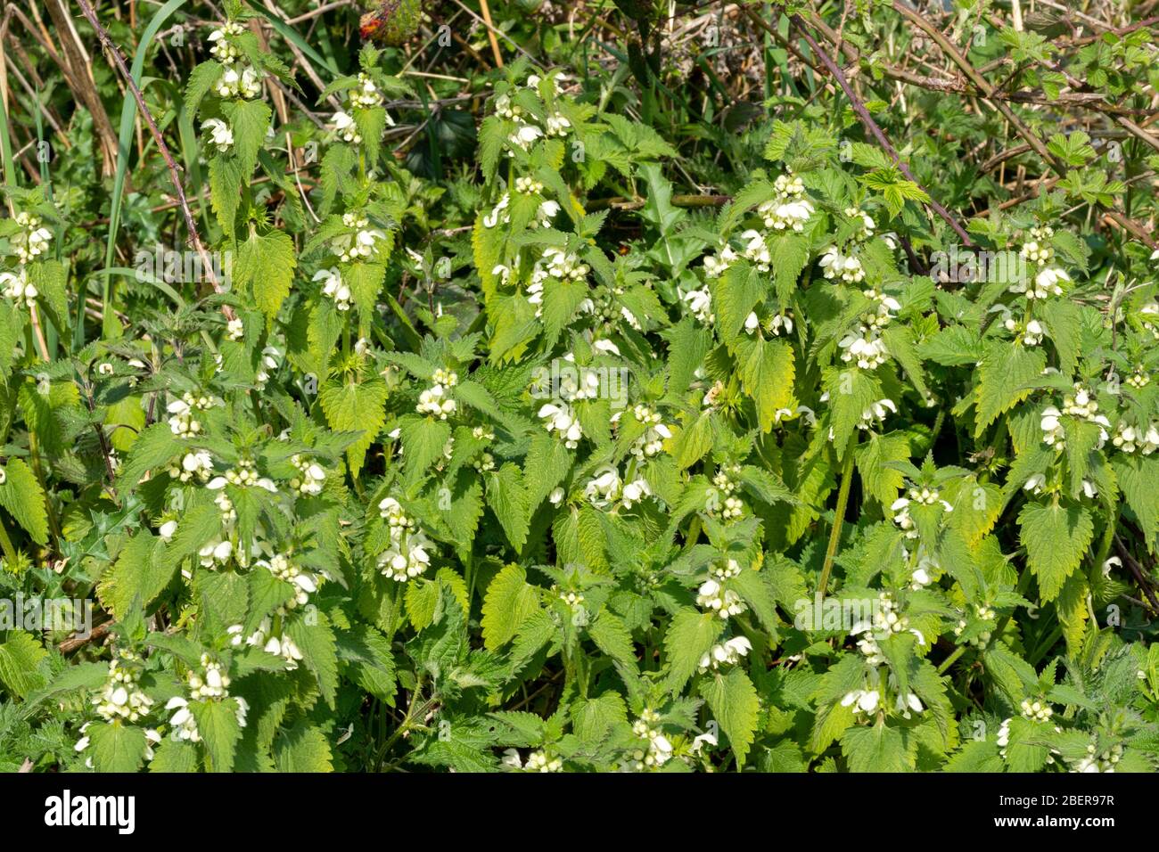 Ein Fleck toter Brennnesseln (Lamium Album) mit weißen Blumen, UK Stockfoto