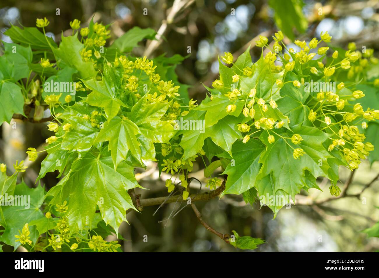 Norwegenahornbaum (Acer platanoides) mit Blumen im April, Großbritannien Stockfoto