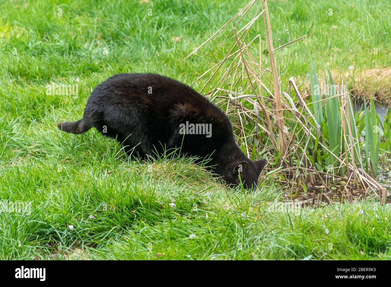 55+ Kann Katzen Fische Aus Dem Teich, Katzen angeln zwar