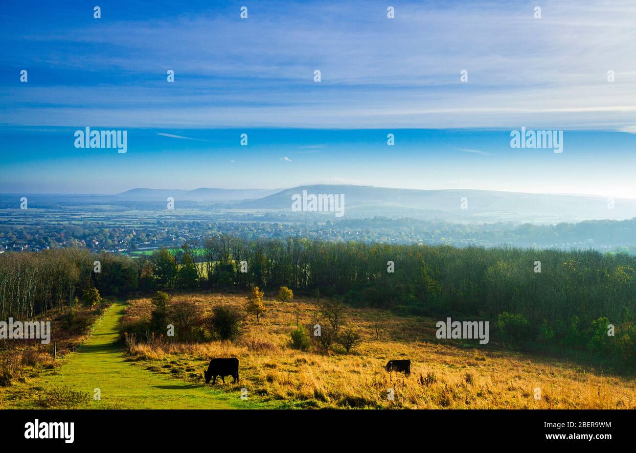 Ein Spaziergang über die Südtiefen von Steyning in West Sussex Südostengland vorsichtig mit den wilden Stieren Stockfoto