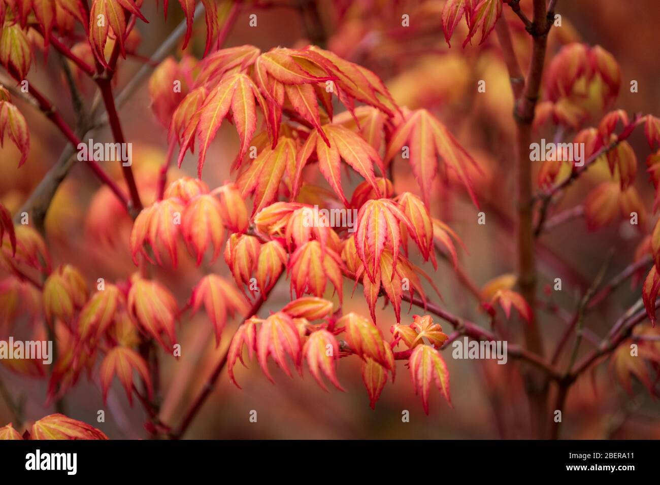 Acer Palmatum, japanischer Ahorn Stockfoto