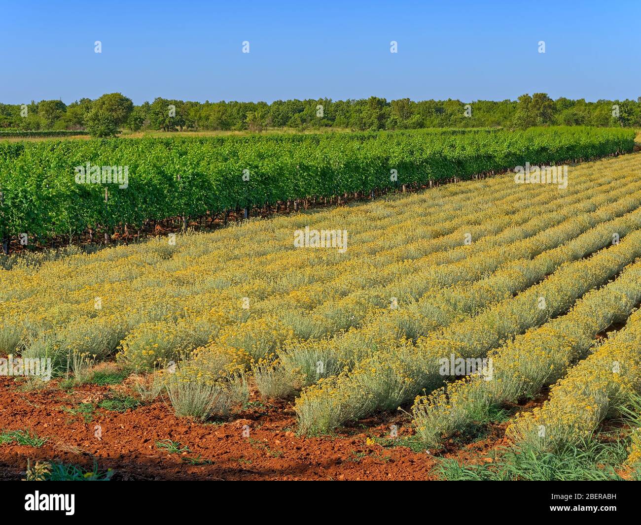 Immortelle Feld in der Nähe von Oklaj in Kroatien Stockfoto