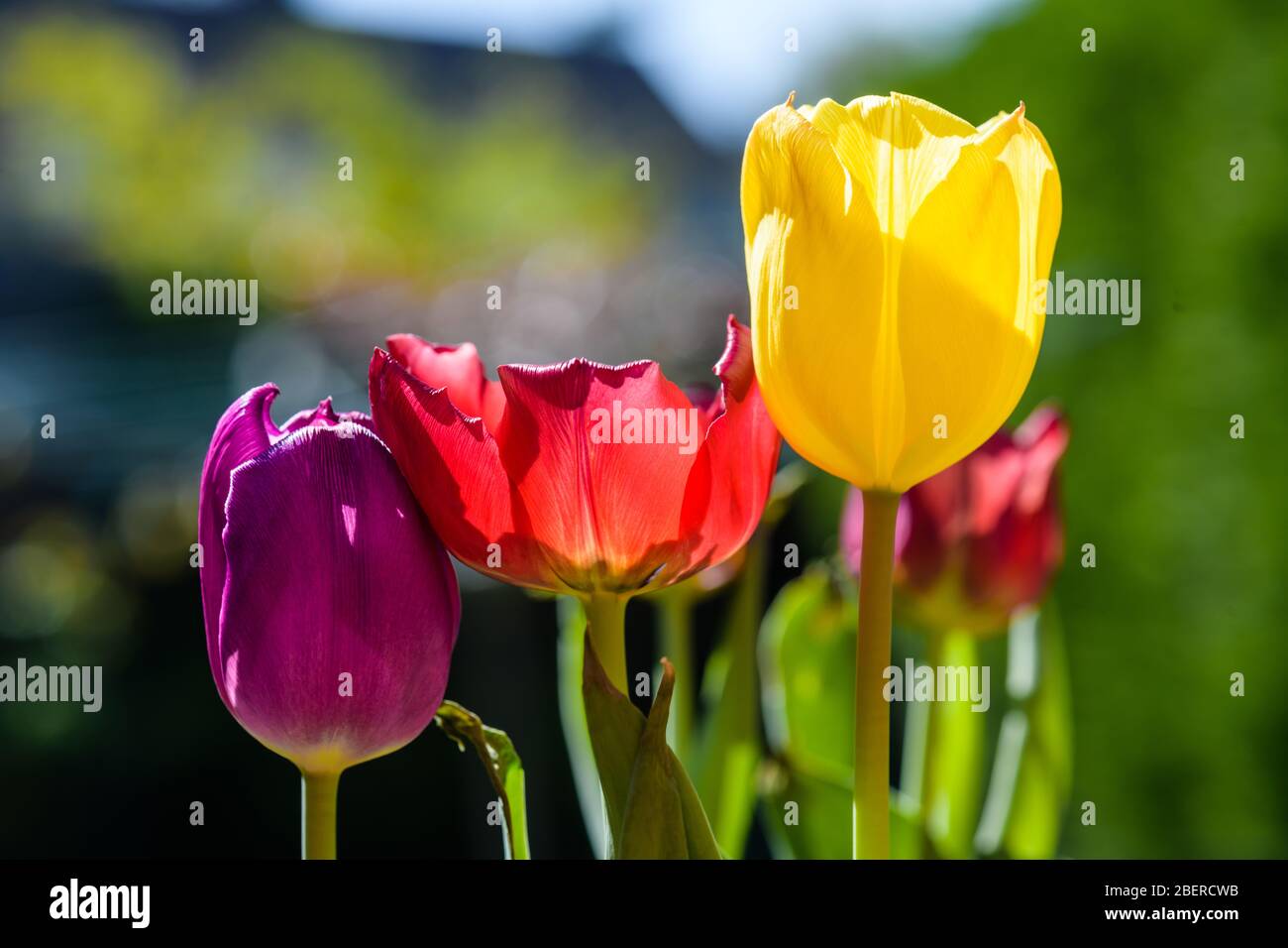 Tulpen Stockfoto