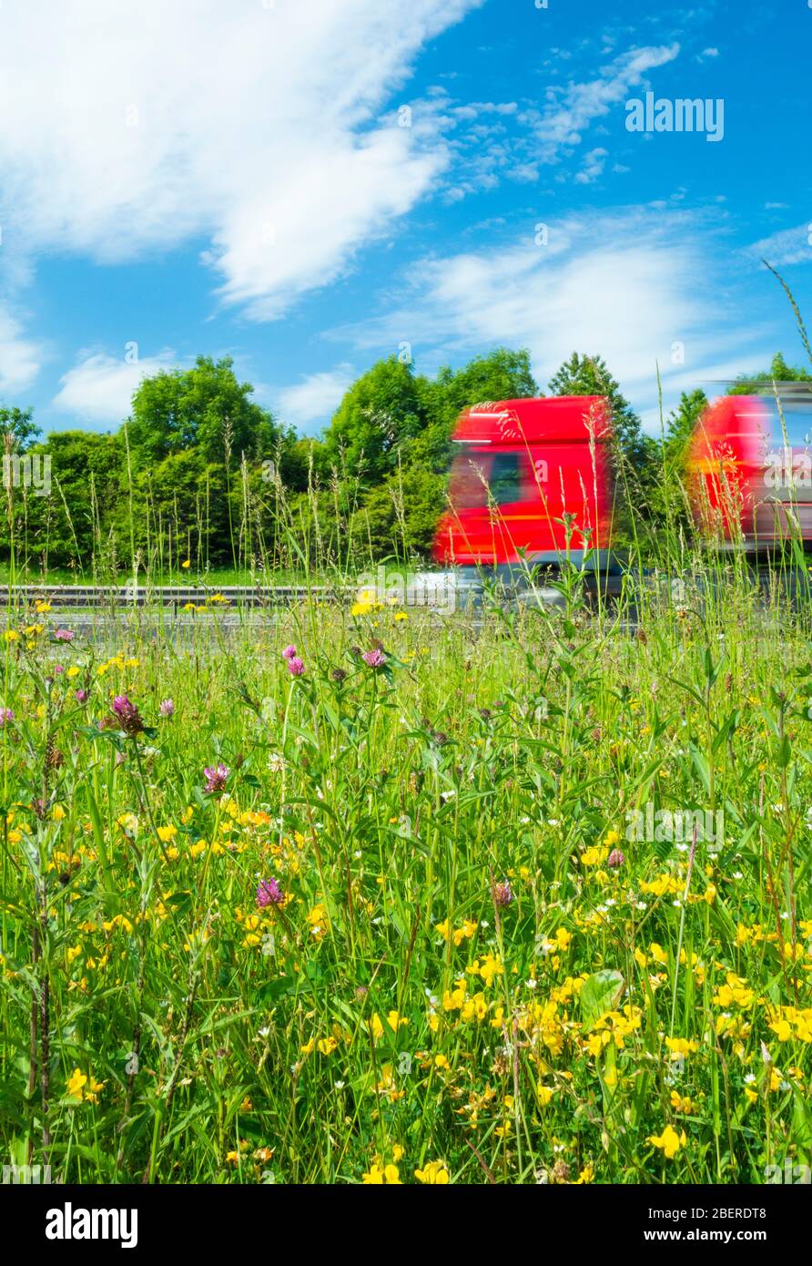 Wildblumen und Gräser auf zweispurigen Straßenrand. GROSSBRITANNIEN Stockfoto