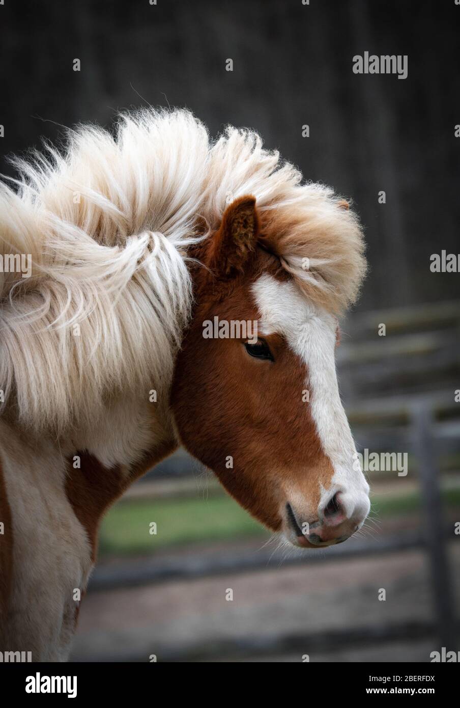 Kastanie pinto isländisches Stutfohlen Stockfoto
