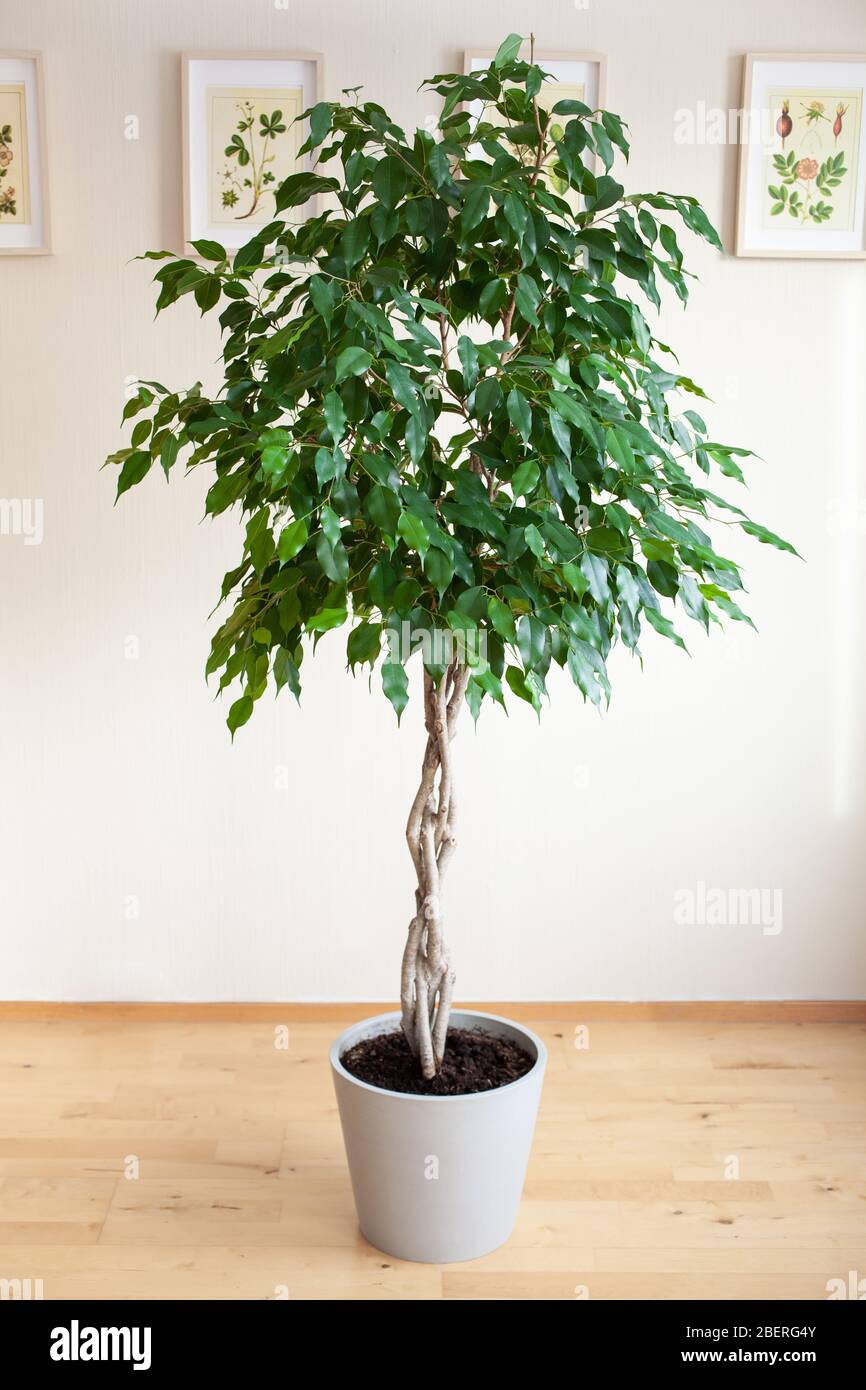 Ficus benjamina große grüne Hauspflanze mit langem geflochtenen Stamm