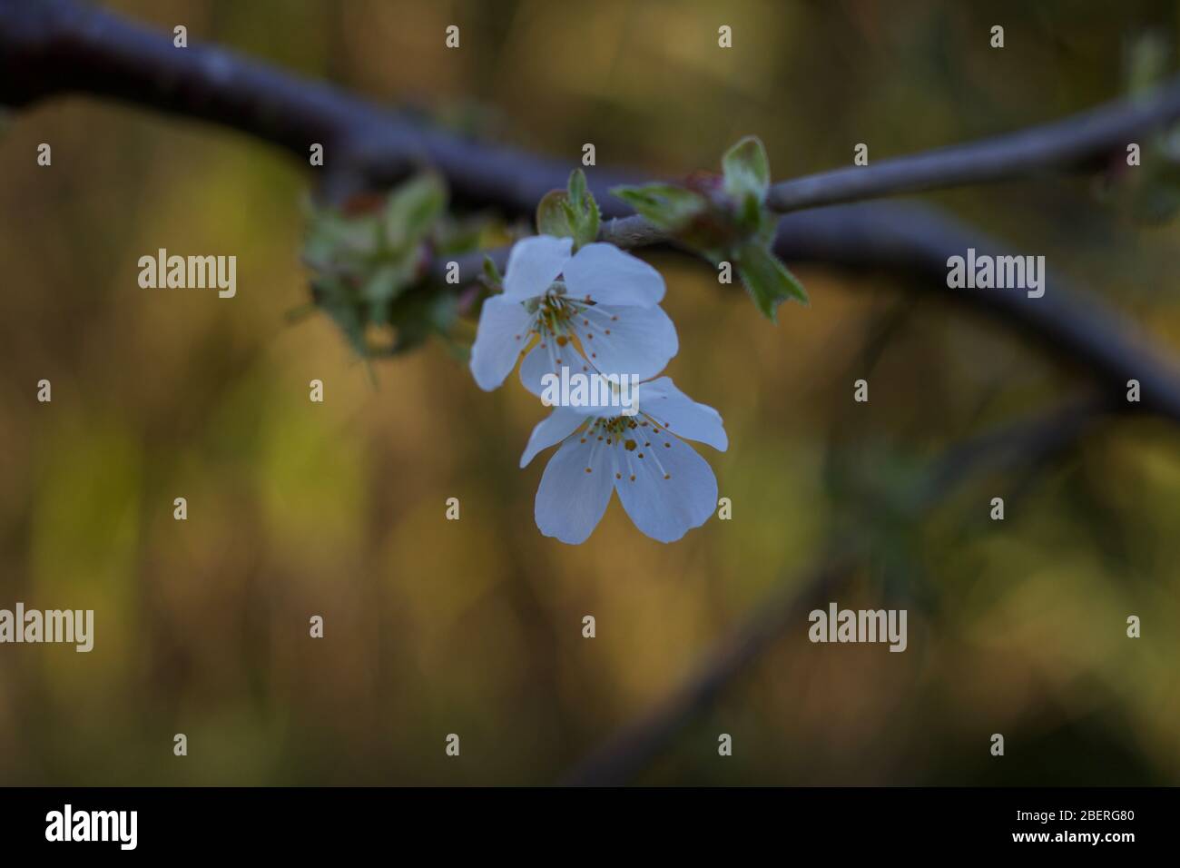 Weiße Kirschblüte im Frühjahr mit weichem Bokeh Hintergrund Stockfoto