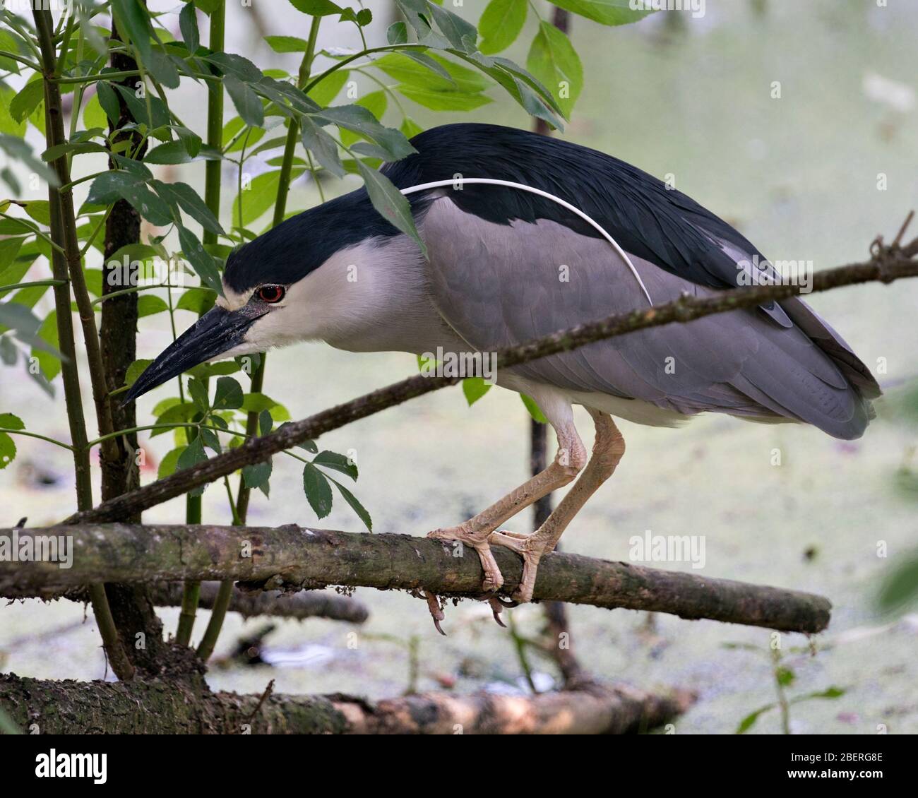 Der schwarz-bekrönte Nachtheron-Vogel thront auf einem Zweig mit Bokeh-Hintergrund und zeigt bleiches und weißes Gefieders in seiner Umgebung und Umgebung. Stockfoto