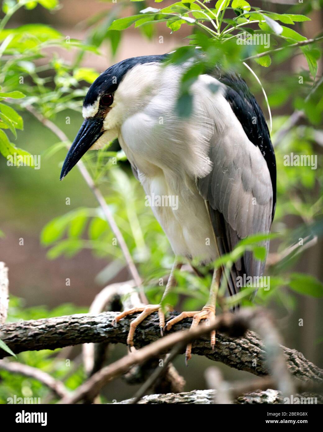 Der schwarz-bekrönte Nachtheron-Vogel thront auf einem Zweig mit Bokeh-Hintergrund und zeigt bleiches und weißes Gefieders in seiner Umgebung und Umgebung. Stockfoto