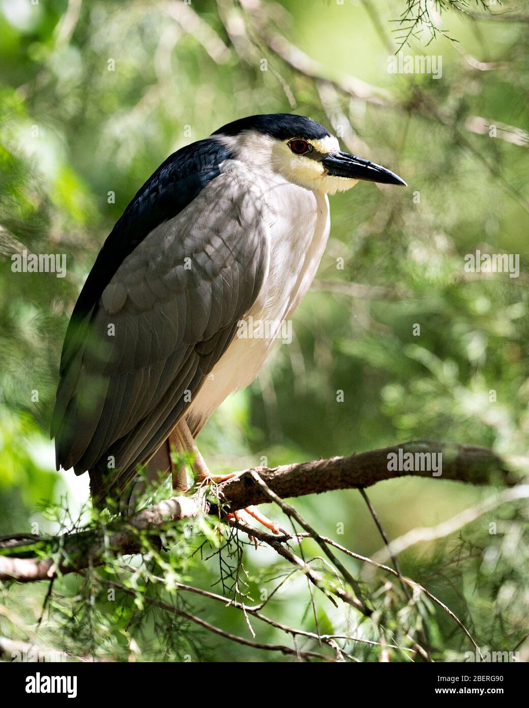 Schwarz-bekrönte Nahansicht des Nachtheron-Vogels auf einem Zweig mit bokehem Hintergrund, der bleu und weißes Gefieders in seiner Umgebung a zeigt Stockfoto