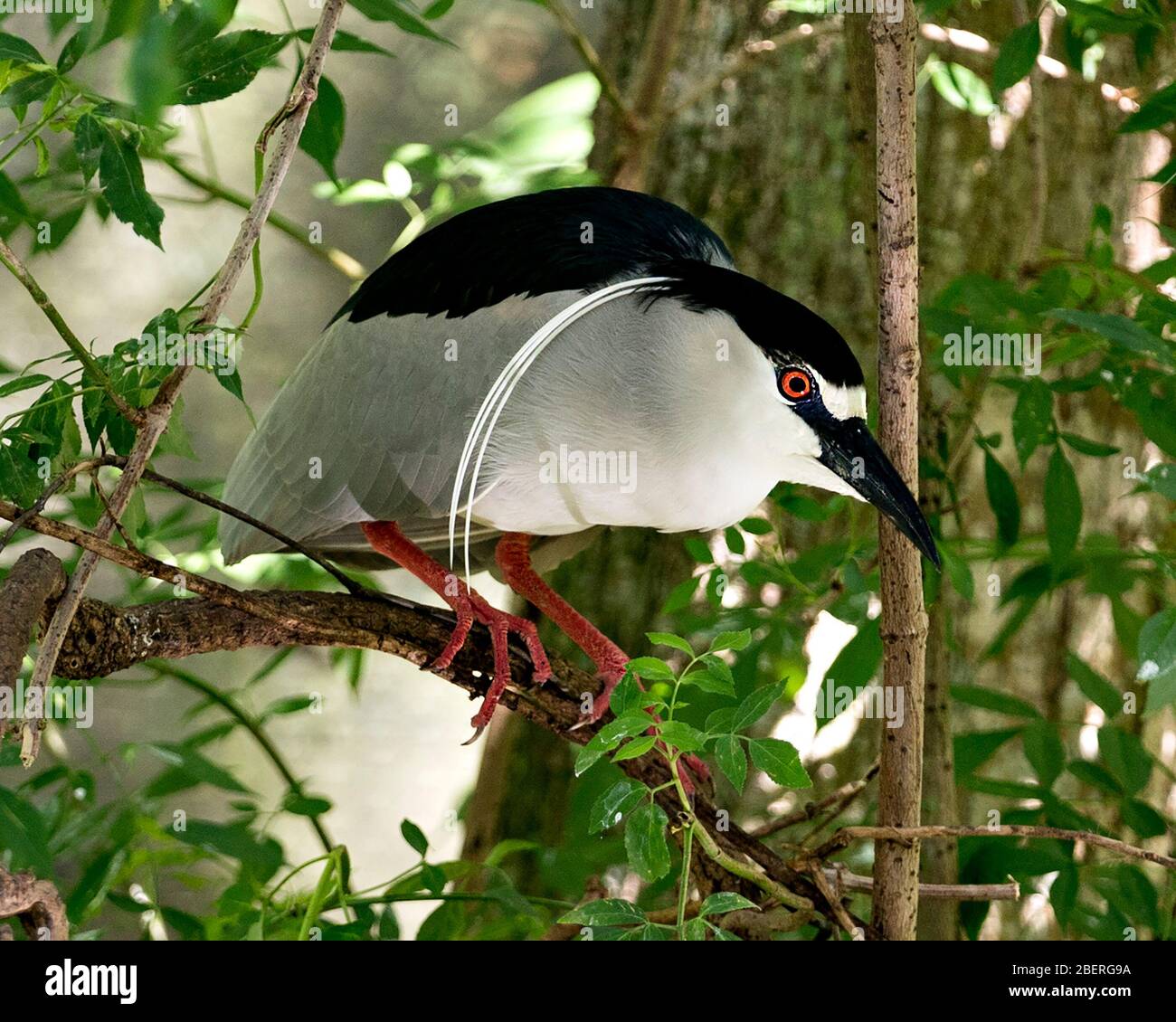 Schwarz-bekrönte Nahansicht des Nachtheron-Vogels auf einem Zweig mit bokehem Hintergrund, der bleu und weißes Gefieders in seiner Umgebung a zeigt Stockfoto