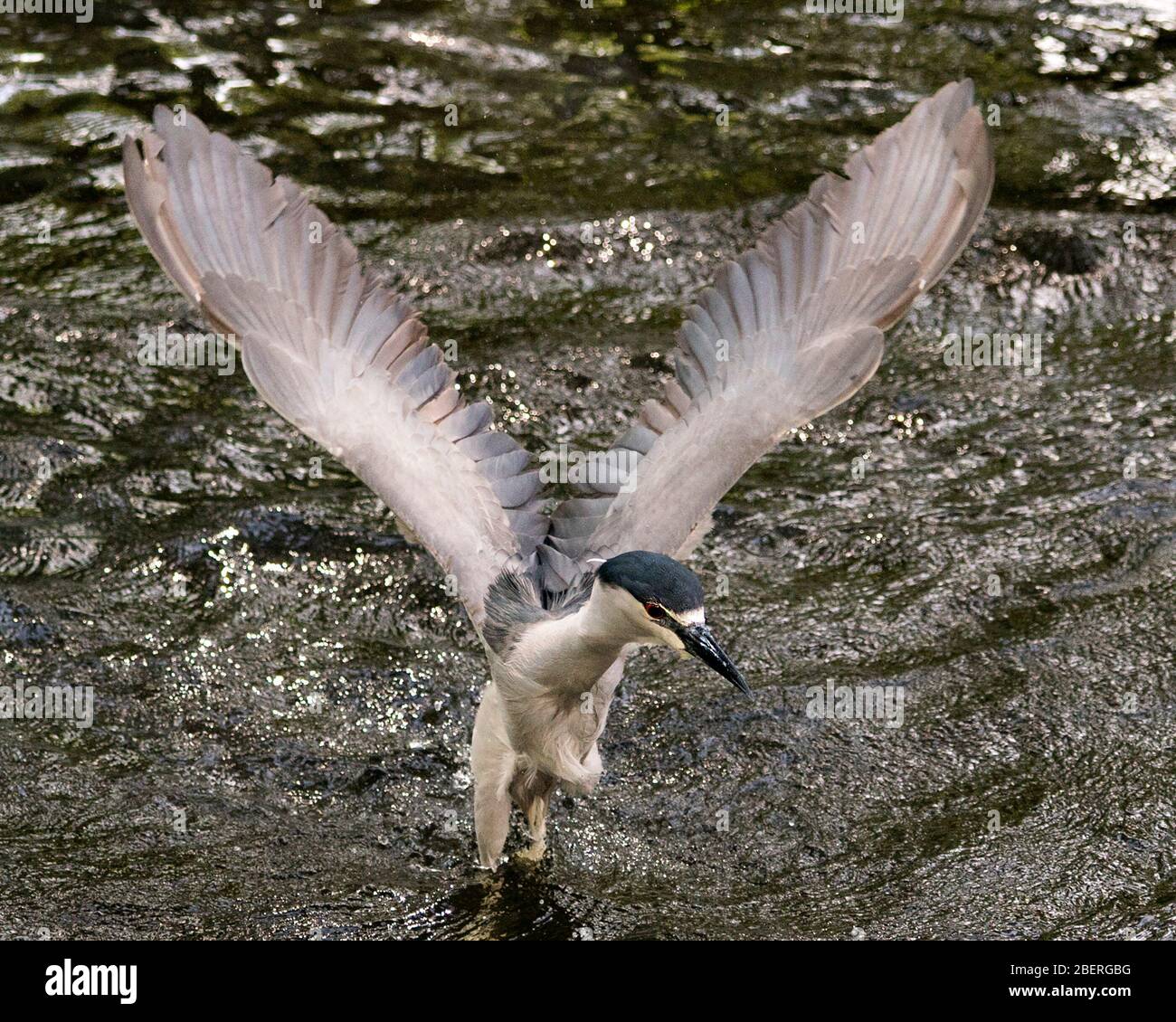 Schwarz-bekrönter Nachtheron-Vogel mit ausgebreiteten Flügeln im Wasser und genießen seine Umgebung und Umgebung. Stockfoto