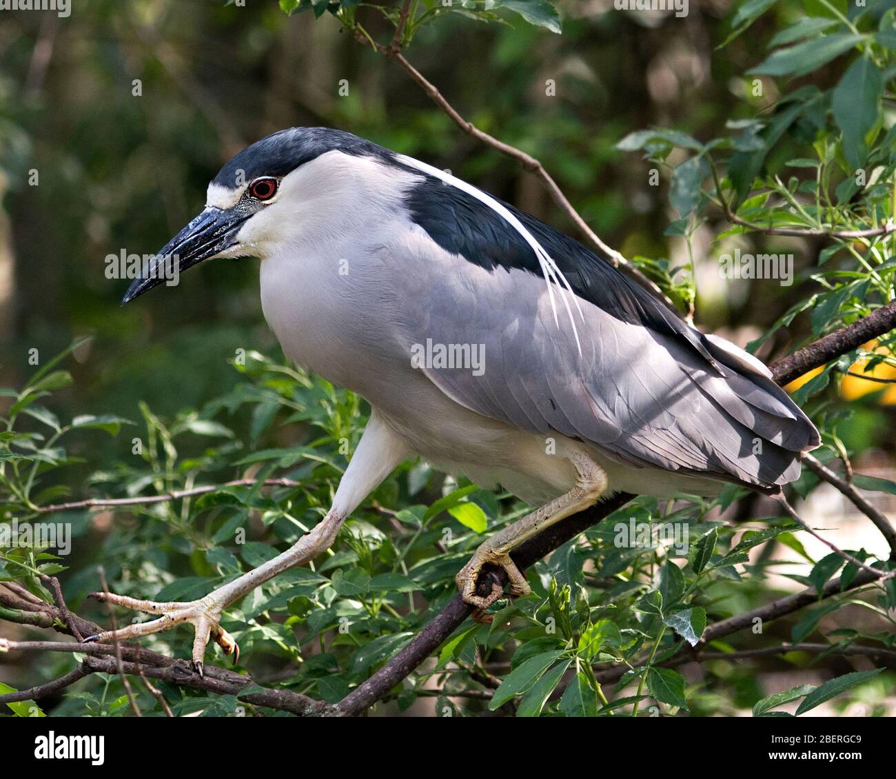 Schwarz-bekrönte Nahansicht des Nachtheron-Vogels auf einem Zweig mit bokehem Hintergrund, der bleu und weißes Gefieders in seiner Umgebung a zeigt Stockfoto