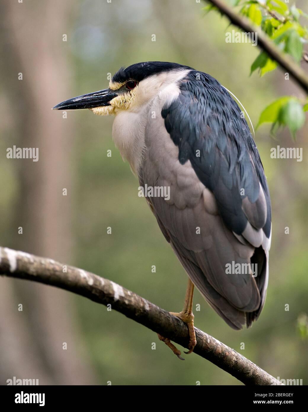 Schwarz-bekrönte Nahansicht des Nachtheron-Vogels auf einem Zweig mit bokehem Hintergrund, der bleu und weißes Gefieders in seiner Umgebung a zeigt Stockfoto