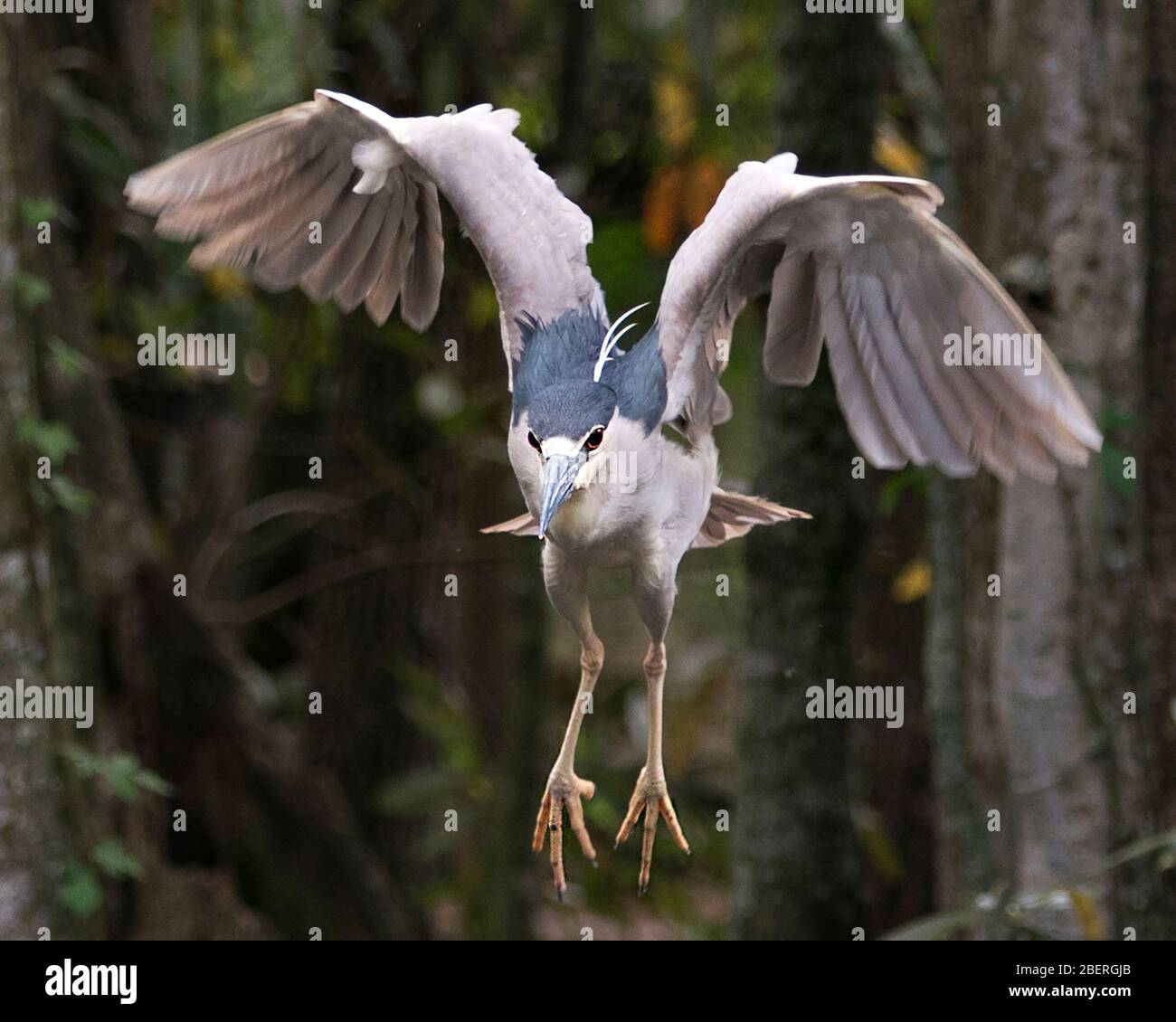 Schwarz bekrönter Nachtheron-Vogel mit ausgebreiteten Flügeln mit Bokeh-Hintergrund in seiner Umgebung und Umgebung. Stockfoto