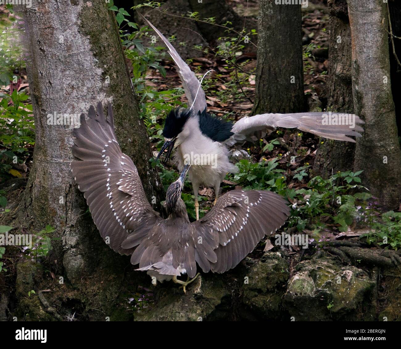 Schwarz-bekrönte Nachtheron-Vögel ein Juvenile und ein Erwachsener interagieren mit ihren ausgebreiteten Flügeln im Wald mit Bäumen, Moos-Felsen in ihrer Umgebung Stockfoto