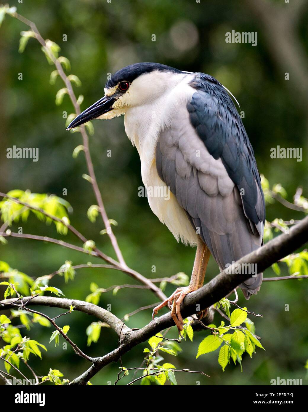 Schwarz-bekrönte Nahansicht des Nachtheron-Vogels auf einem Zweig mit bokehem Hintergrund, der bleu und weißes Gefieders in seiner Umgebung a zeigt Stockfoto